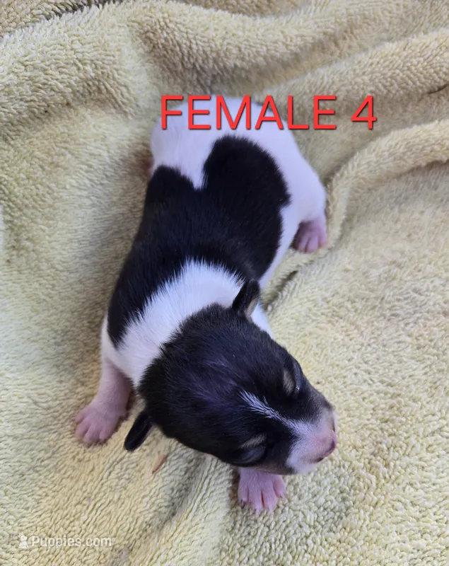 River Rat Female 4 – Rat Terrier puppy for sale in Boonville, NC