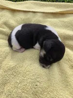 River Rat male 3, a male Rat Terrier for sale in Boonville, NC – 1 of 1