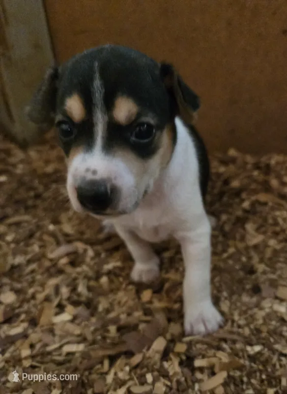 River Rat male 2 – Rat Terrier puppy for sale in Boonville, NC