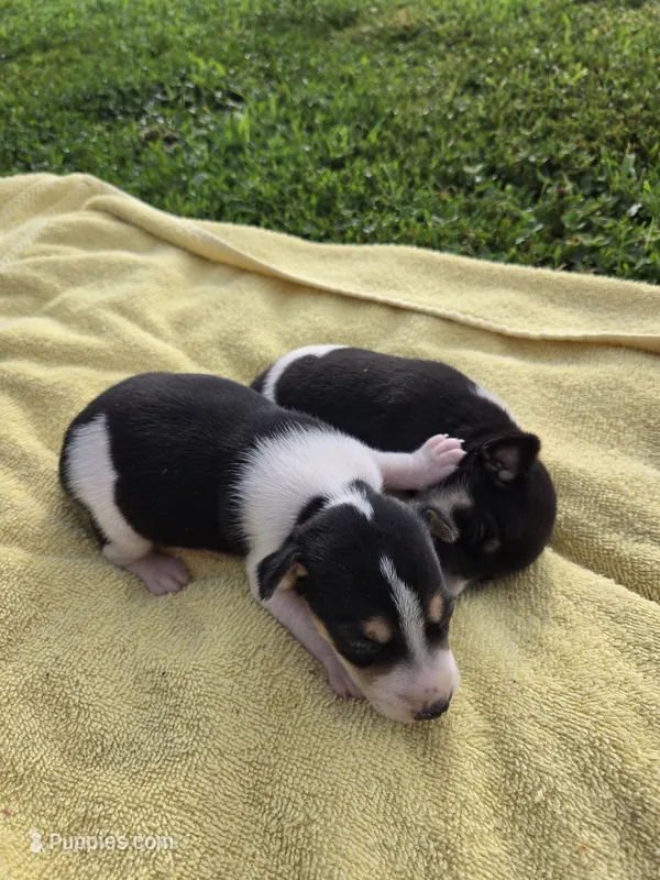 River Rat male 2 – Rat Terrier puppy for sale in Boonville, NC