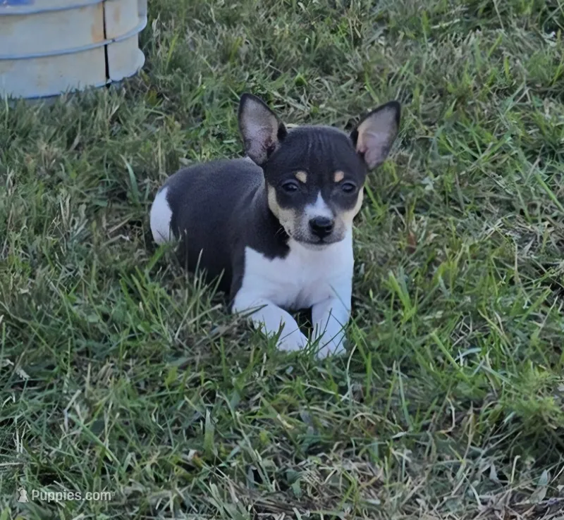 River Rat Female 3 – Rat Terrier puppy for sale in Boonville, NC