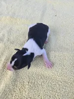 River Rat male 2, a male Rat Terrier for sale in Boonville, NC – 2 of 3