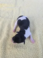 River Rat male 3, a male Rat Terrier for sale in Boonville, NC – 2 of 3
