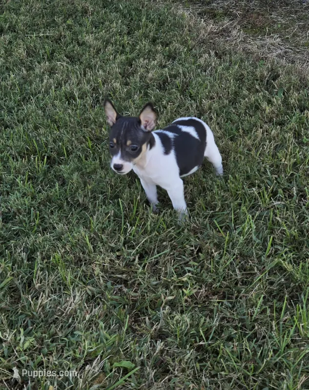 River Rat Female 1 – Rat Terrier puppy for sale in Boonville, NC