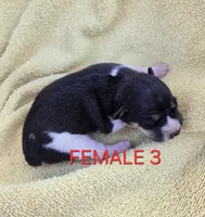 River Rat Female 3, a female Rat Terrier for sale in Boonville, NC – 2 of 2