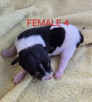 River Rat Female 4, a female Rat Terrier for sale in Boonville, NC – 2 of 2
