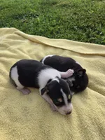 River Rat male 2, a male Rat Terrier for sale in Boonville, NC – 1 of 1