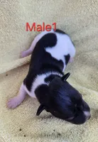 River Rat male 1, a male Rat Terrier for sale in Boonville, NC – 2 of 2