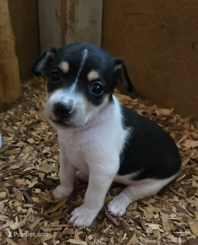 River Rat  Female 2 – Rat Terrier puppy for sale in Boonville, NC
