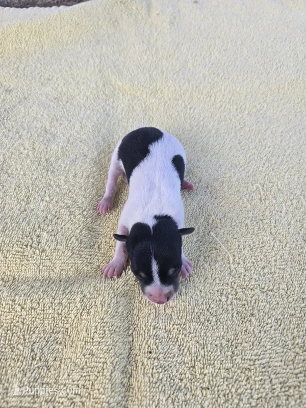 River Rat Male 1 – Rat Terrier puppy on hold in Boonville, NC