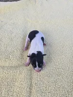 River Rat Male 1, a male Rat Terrier for sale in Boonville, NC – 1 of 3
