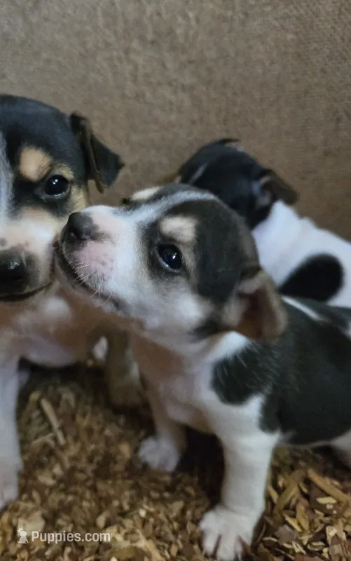 River Rat Female 1 – Rat Terrier puppy for sale in Boonville, NC