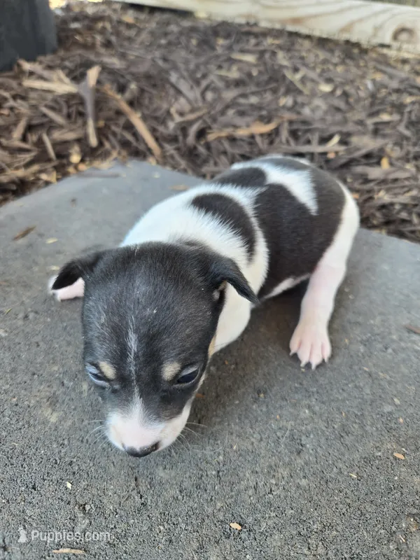 River Rat Female 1 – Rat Terrier puppy for sale in Boonville, NC