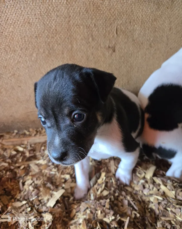 River Rat male 1 – Rat Terrier puppy for sale in Boonville, NC