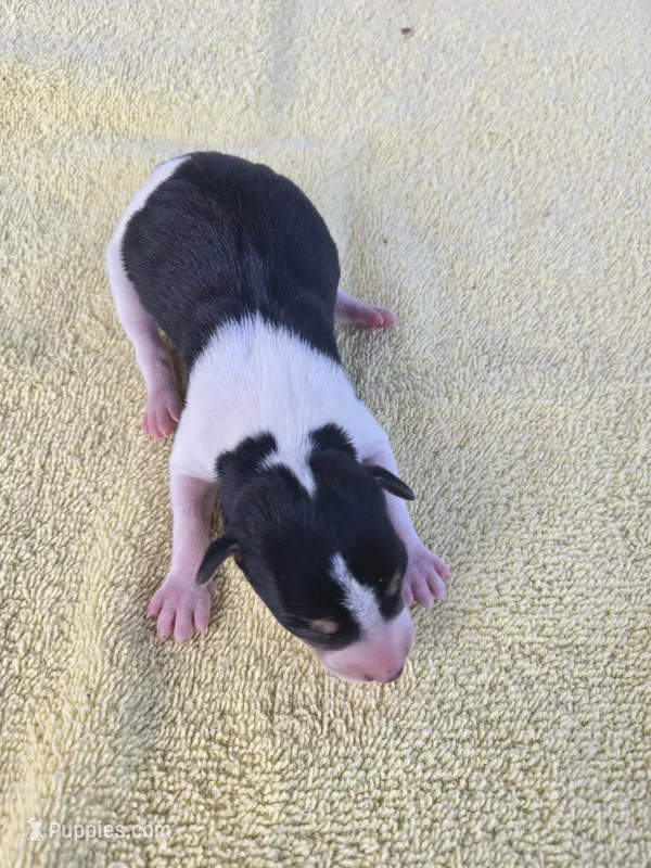 River Rat male 2 – Rat Terrier puppy for sale in Boonville, NC