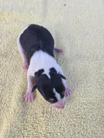 River Rat male 2, a male Rat Terrier for sale in Boonville, NC – 1 of 3