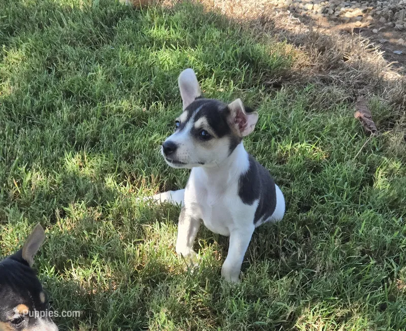 River Rat Female 1 – Rat Terrier puppy for sale in Boonville, NC