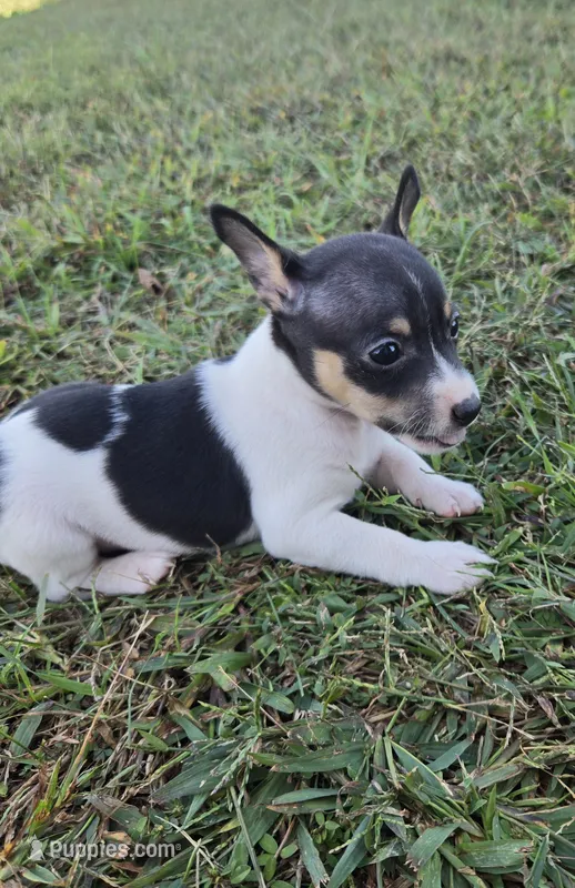 River Rat Female 1 – Rat Terrier puppy for sale in Boonville, NC