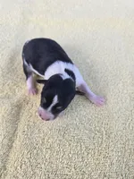 River Rat  Female 2, a female Rat Terrier for sale in Boonville, NC – 3 of 3