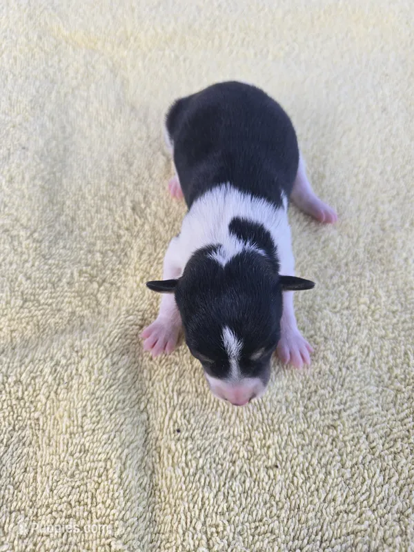 River Rat  Female 2 – Rat Terrier puppy for sale in Boonville, NC