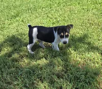 River Rat male 2, a male Rat Terrier for sale in Boonville, NC – 4 of 6