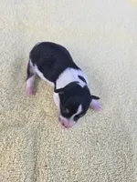 River Rat  Female 2, a female Rat Terrier for sale in Boonville, NC – 2 of 3