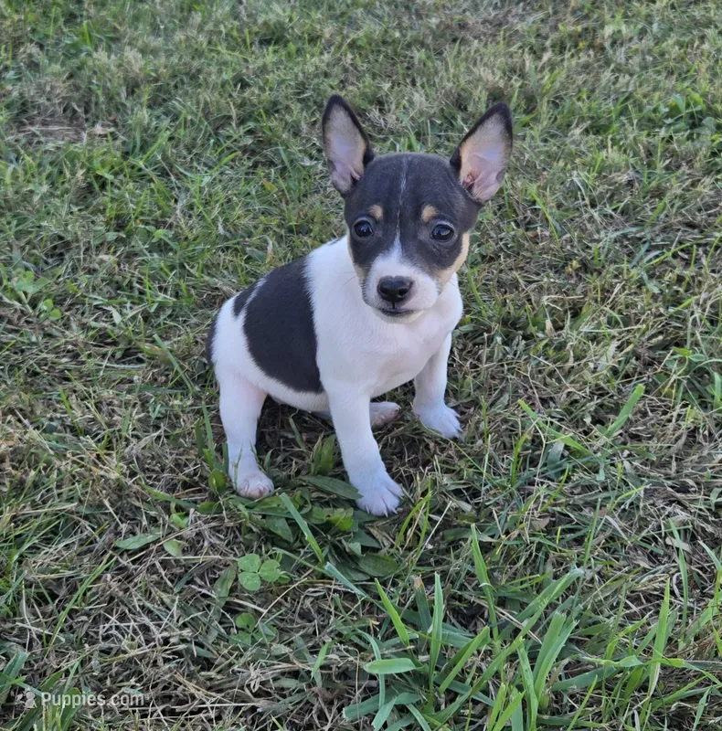 River Rat Female 4 – Rat Terrier puppy for sale in Boonville, NC