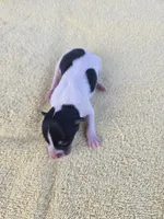 River Rat Male 1, a male Rat Terrier for sale in Boonville, NC – 3 of 3