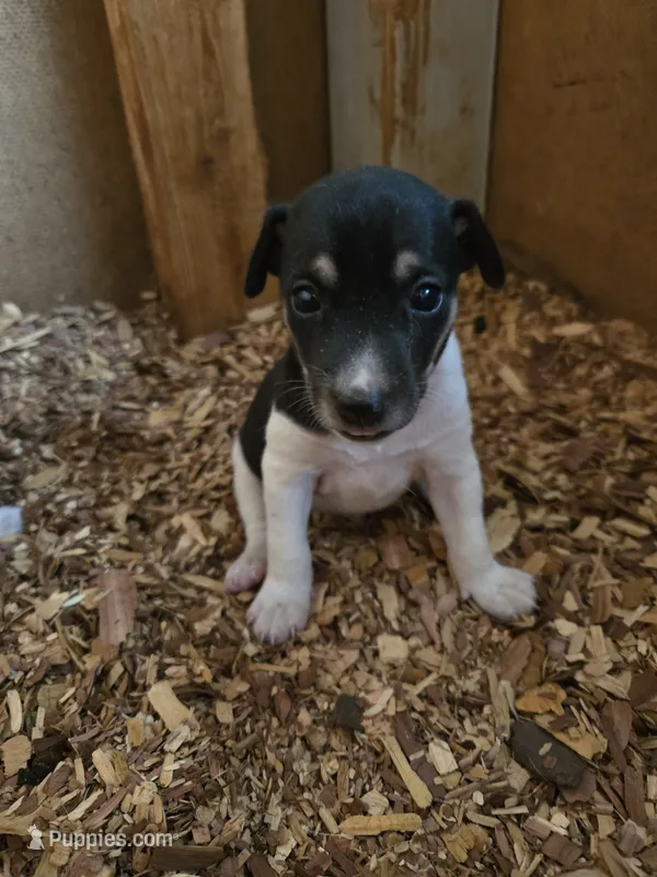 River Rat male 3 – Rat Terrier puppy for sale in Boonville, NC