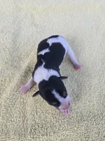 River Rat Female 1, a female Rat Terrier for sale in Boonville, NC – 3 of 3