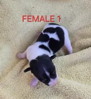 River Rat Female 1, a female Rat Terrier for sale in Boonville, NC – 1 of 2