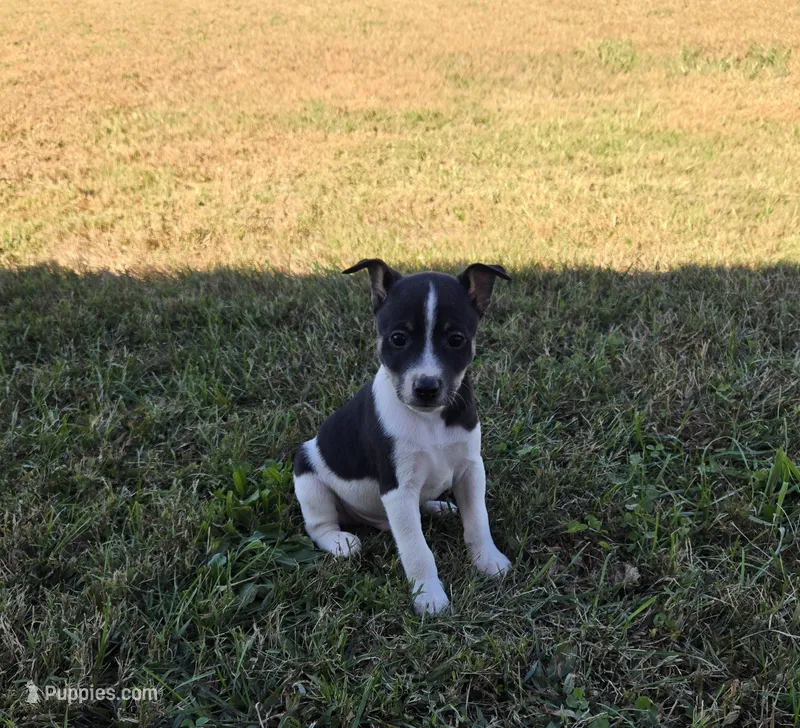 River Rat male 2 – Rat Terrier puppy for sale in Boonville, NC
