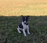 River Rat male 2, a male Rat Terrier for sale in Boonville, NC – 1 of 6