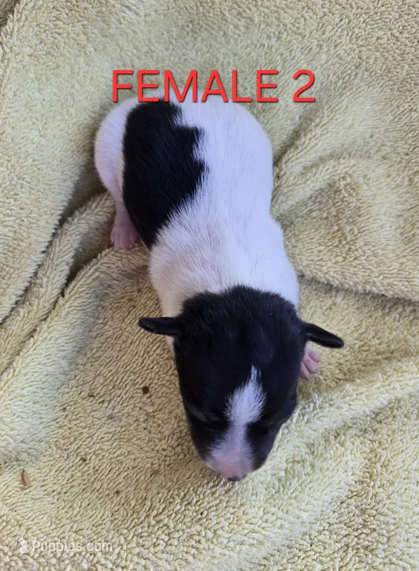 River Rat  Female 2 – Rat Terrier puppy for sale in Boonville, NC