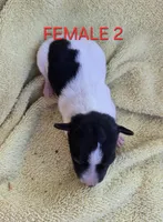 River Rat  Female 2, a female Rat Terrier for sale in Boonville, NC – 1 of 2