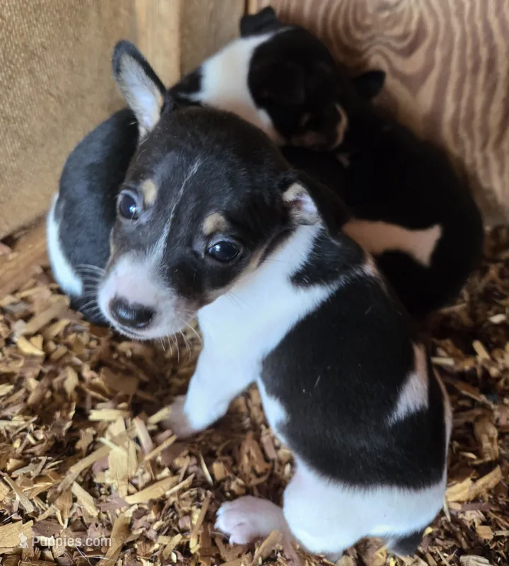 River Rat Female 1 – Rat Terrier puppy for sale in Boonville, NC
