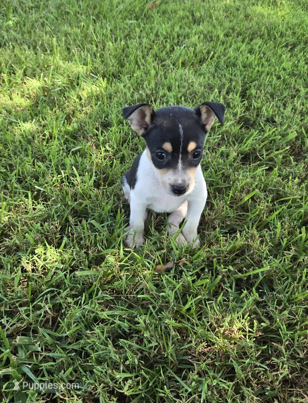 River Rat  Female 2 – Rat Terrier puppy for sale in Boonville, NC