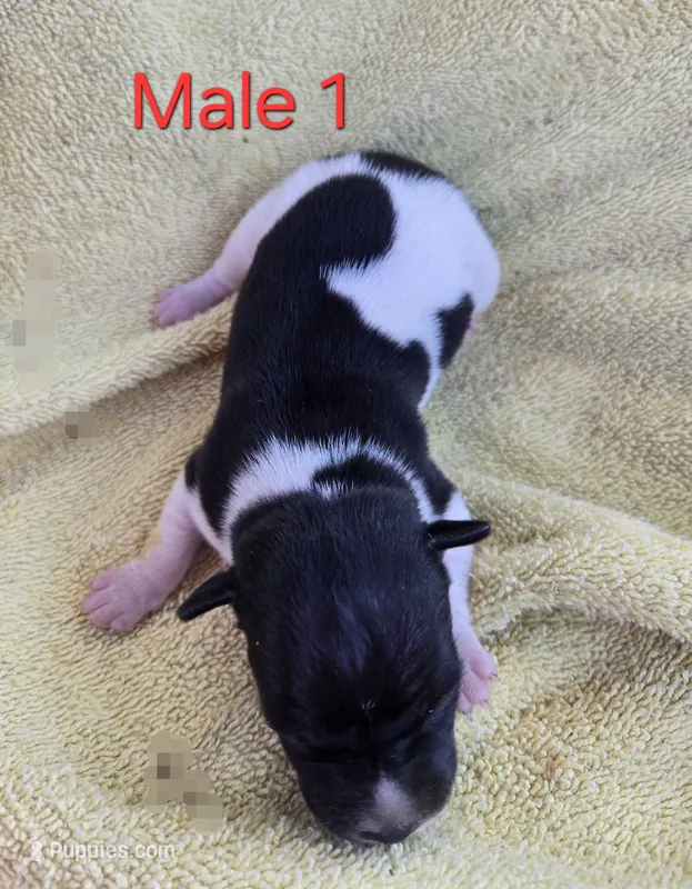 River Rat male 1 – Rat Terrier puppy for sale in Boonville, NC