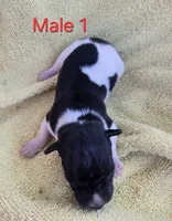 River Rat male 1, a male Rat Terrier for sale in Boonville, NC – 1 of 2