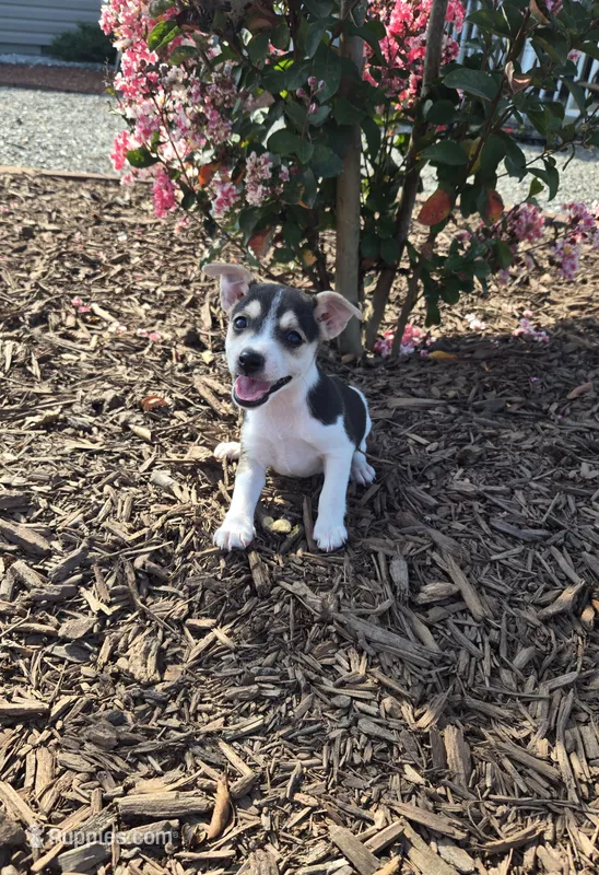 River Rat Female 1 – Rat Terrier puppy for sale in Boonville, NC