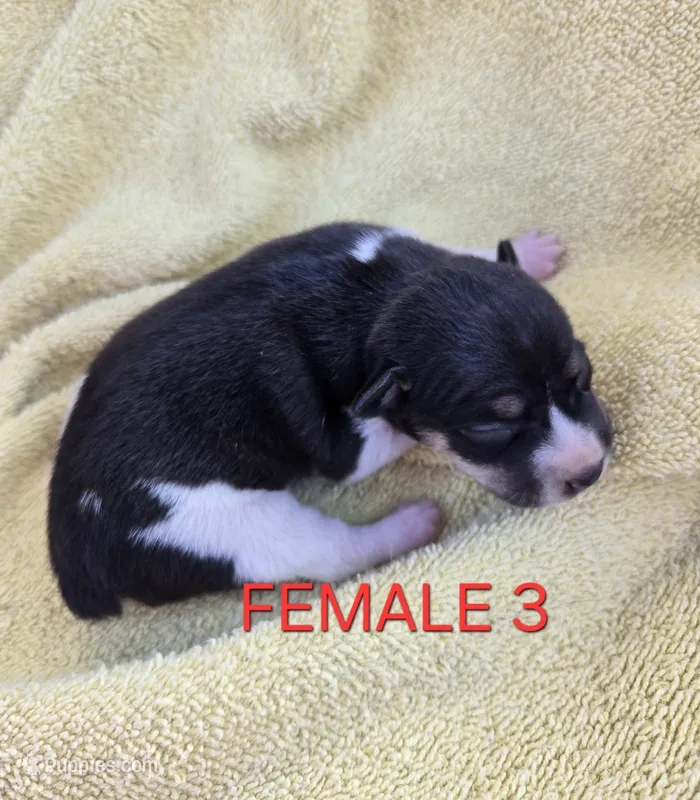 River Rat Female 3 – Rat Terrier puppy for sale in Boonville, NC