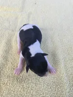 River Rat male 3, a male Rat Terrier for sale in Boonville, NC – 1 of 3