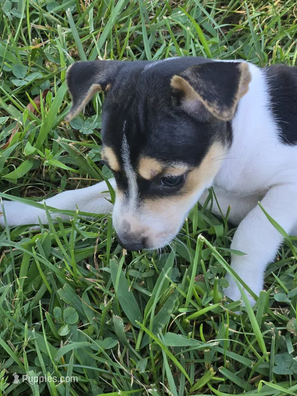 River Rat male 2 – Rat Terrier puppy for sale in Boonville, NC