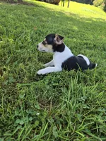 River Rat male 2, a male Rat Terrier for sale in Boonville, NC – 6 of 6