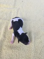 River Rat male 3, a male Rat Terrier for sale in Boonville, NC – 3 of 3