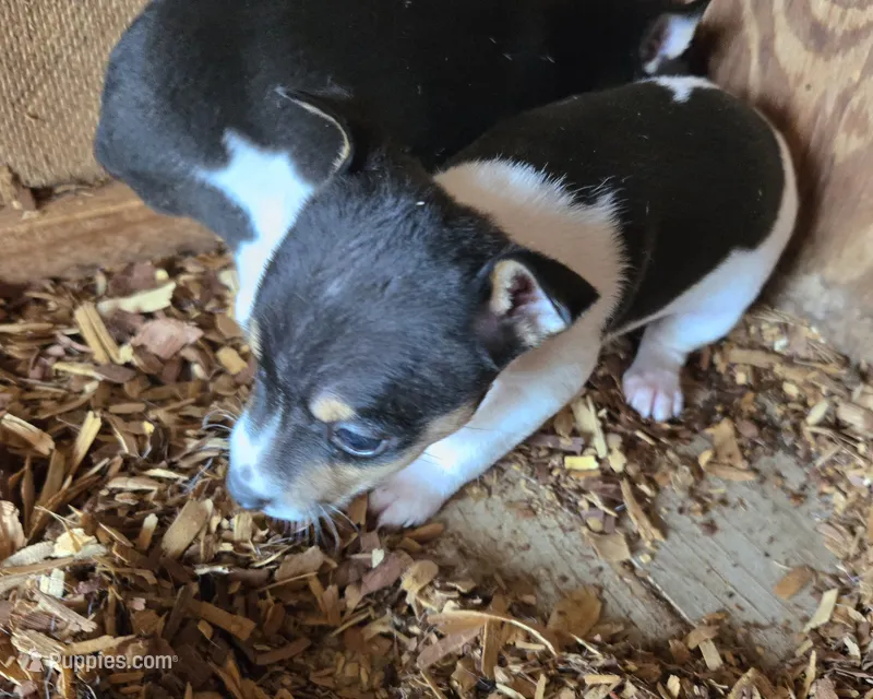 River Rat Female 4 – Rat Terrier puppy for sale in Boonville, NC