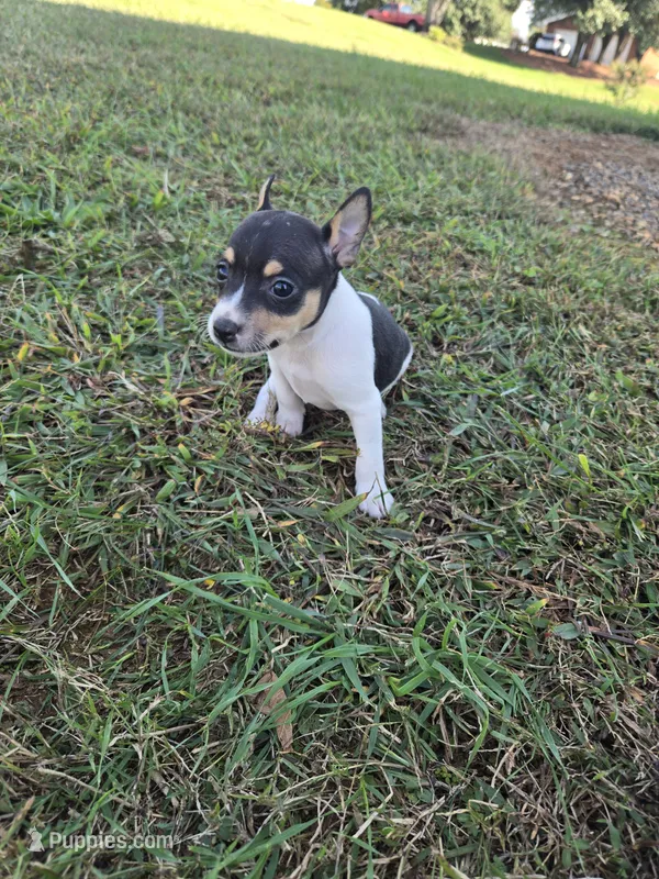 River Rat Female 4 – Rat Terrier puppy for sale in Boonville, NC