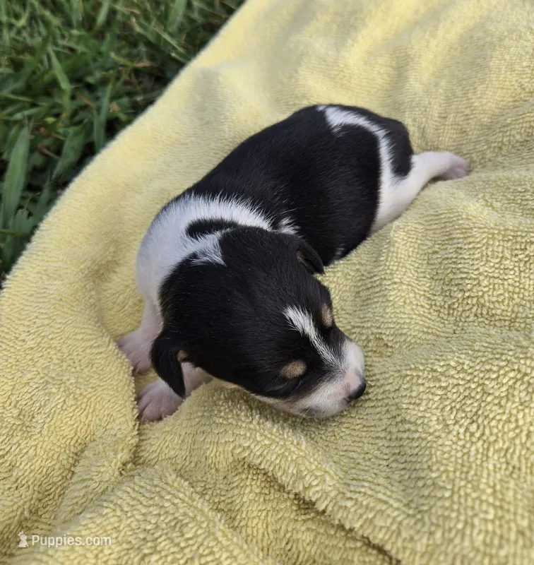 River Rat  Female 2 – Rat Terrier puppy for sale in Boonville, NC