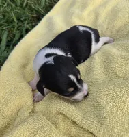 River Rat  Female 2, a female Rat Terrier for sale in Boonville, NC – 1 of 1