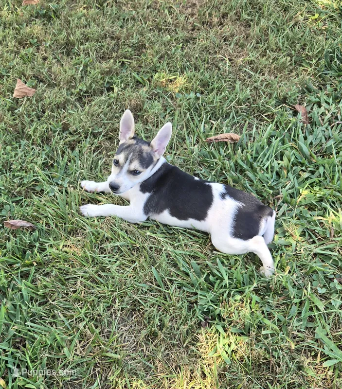 River Rat Female 1 – Rat Terrier puppy for sale in Boonville, NC